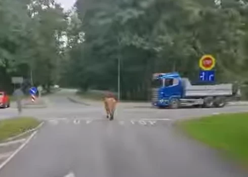 Govs nesteidzīgi soļo pa Liepāju (ekrānuzņēmums no video)