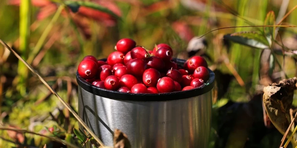 Ligita pazuda, kad devās uz purvu ogot.