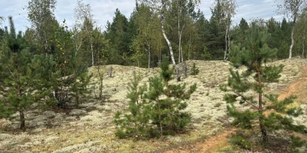 Darbu gaitā tiks atstātas mazās priedītes, kas neveido ēnu, priedes un to grupas, kas nav strauji augošas, bet gan kalpo vairāk kā ainavas elementi, un priedes ar zemiem zariem, kurus appūš vējš un kuri kalpo par slēptuvēm dažādiem dzīvniekiem. Kopumā darbi notiks 22 hektāru platībā.