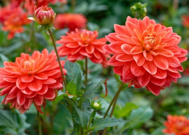 Kā saglabāt dāliju gumus, lai tās priecē arī nākamgad? Stāsta selekcionāre Rita Zaļā