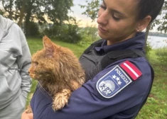 ВИДЕО: полицейский спас кота, брошенного в Даугаву в сумке с камнями, - ищут мучителя