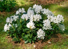 Rododendri reti izsalst, bet bieži nokalst – kas pie tā vainojams?