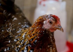 Asociācija aicina ieviest kompensācijas putnkopjiem pārejai uz ārpus sprostiem turētām vistām