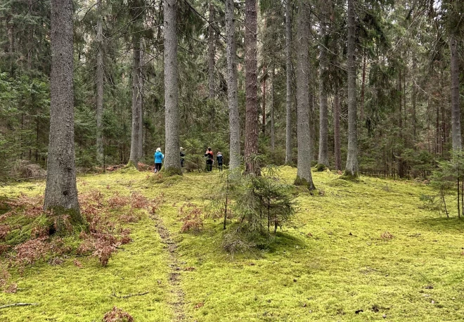 SIA “Rīgas meži”, sadarbojoties ar vadošajiem Latvijas meža terapijas speciālistiem, ir izveidojuši unikālu piedāvājumu vides izglītības centra “EkVidO” apmeklētājiem – Latvijā pirmo Meža terapijas taku.