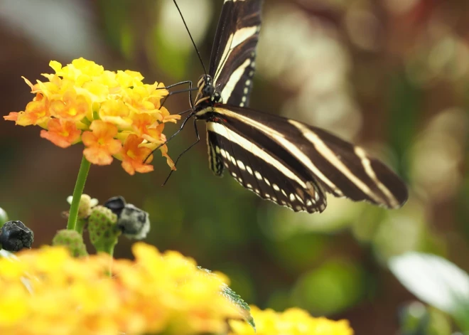 LU Botāniskā dārza Tropu tauriņu mājā lidināsies gandrīz 100 eksotisku tauriņu
