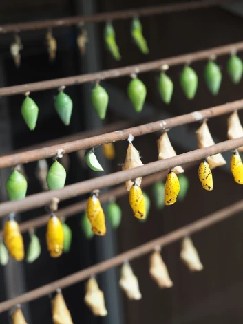 LU Botāniskā dārza Tropu tauriņu mājā septembra beigās gaidāms šīs sezonas īpašais notikums – vienuviet lidināsies gandrīz 100 eksotisku tauriņu no dažādām pasaules malām.