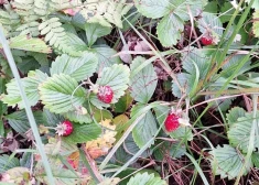 В воскресенье, 14 сентября, в лесу обнаружили спелую землянику.