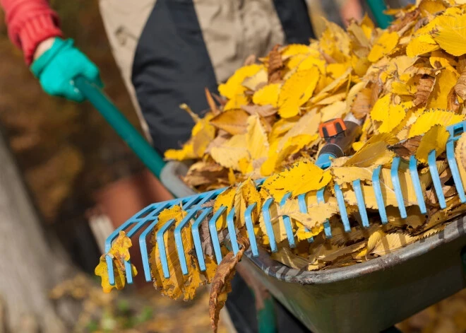Ventspilī sākusies rudens lapu maisu savākšanas akcija