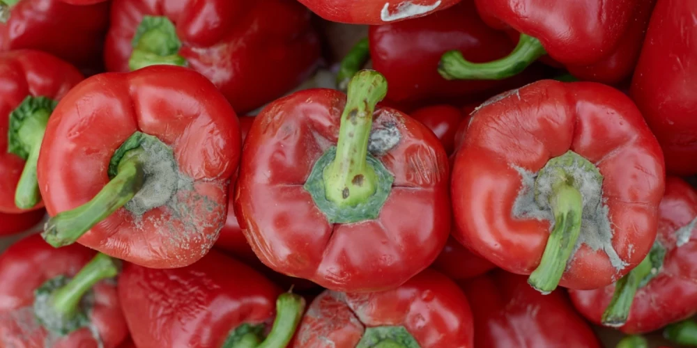 Latvijas veikalos plauktos nonāk bojāti dārzeņi. 