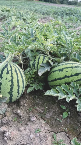 no privātā arhīva