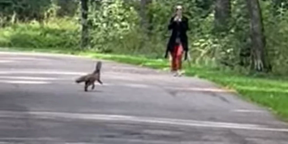 Lapsa ar pudeli galvā Mežaparkā (ekrānuzņēmums no video)