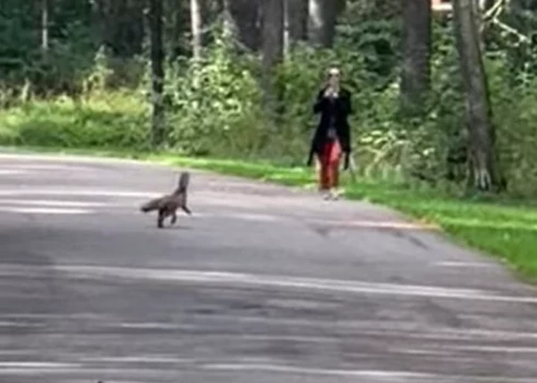 Lapsa ar pudeli galvā Mežaparkā (ekrānuzņēmums no video)