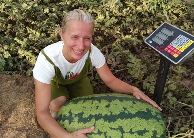 Latvijā izaudzēts neticami liels arbūzs