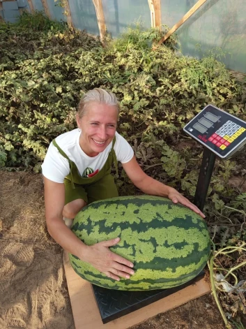 Lāsmai Kadiķei izdevies izaudzēt 45.54 kg smagu arbūzu.