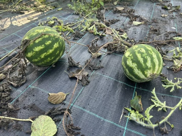 Kristīne, smejot nosaka, ka viņas audzētie arbūzi izauga ābola lielumā.