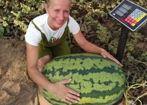 Ласме Кадике удалось вырастить арбуз весом 45,54 кг.