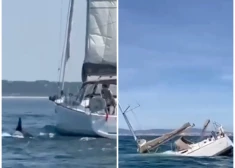 VIDEO: zobenvaļi Portugāles piekrastē uzbrūk un nogremdē tūristu jahtu