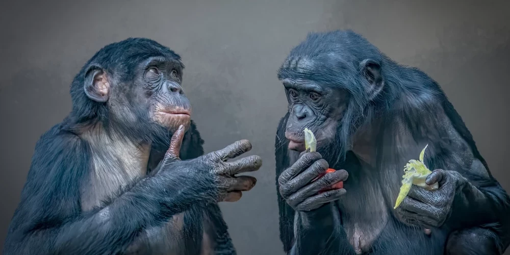 Шимпанзе — пьяницы? Новое исследование показало, что они потребляют до 2,6 порций алкоголя в день.