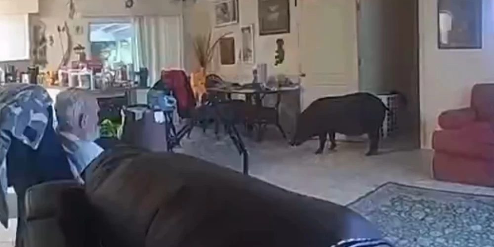 Edvards Velss vēro iebrukušo mežacūku (ekrānuzņēmums no video)