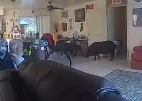 Edvards Velss vēro iebrukušo mežacūku (ekrānuzņēmums no video)