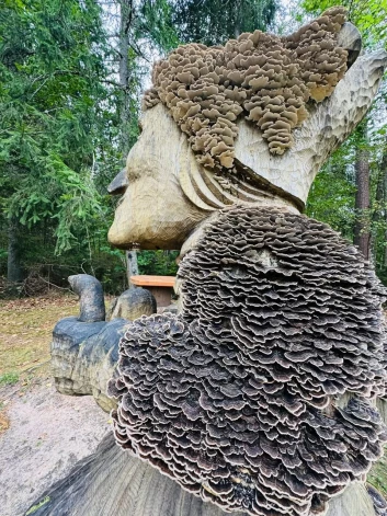 Daba Skaņākalna dabas parkā unikālā veidā izrotājusi koka skulptūru.