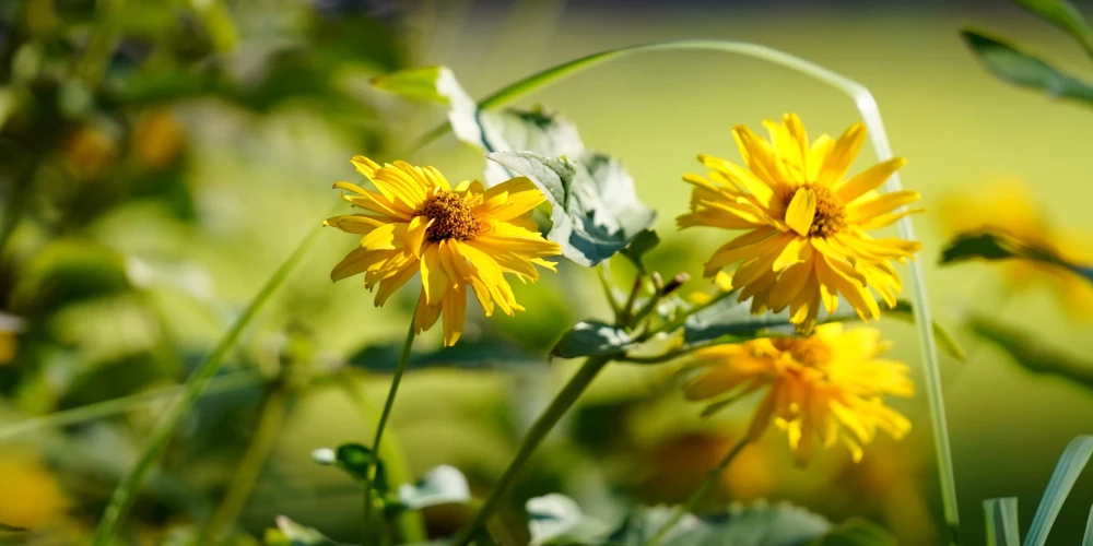 Otrdien spīdēs saule un dažviet īslaicīgi līs.