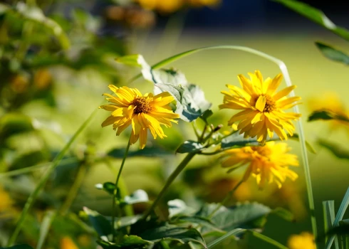 Otrdien spīdēs saule un dažviet īslaicīgi līs.