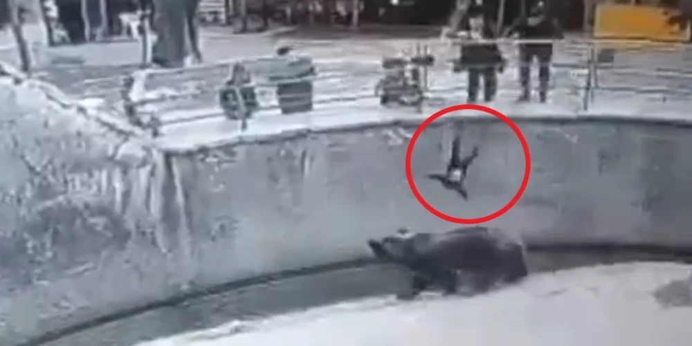 В 2022 году женщина на глазах старшего сына подняла дочь над оградой вольера медведя и разжала руки. Девочка упала в ров с пятиметровой высоты. 