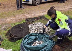 FOTO: Limbažu pusē aizturēts maluzvejnieks ar 401 nēģi lomā
