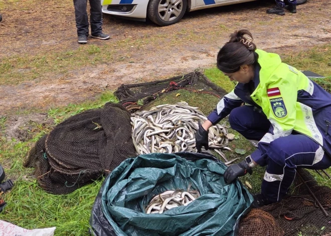 FOTO: Limbažu pusē aizturēts maluzvejnieks ar 401 nēģi lomā