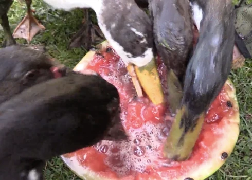 Утки пород индийские бегуны и мускусные известны своей прожорливостью. Они способны съесть и арбуз, и испанских слизней.