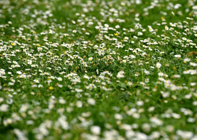 Вот уже пять лет рижские газоны зарастают травой. Кому это было надо и каков результат?