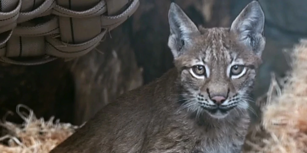 Mazā lūsēna princesīte Rīgas zoodārzā nosaukta par Doru II.