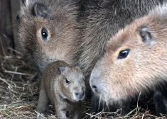 Priecīgas ziņas no Rīgas Zoo - kapibarām piedzimis mazulis. FOTO