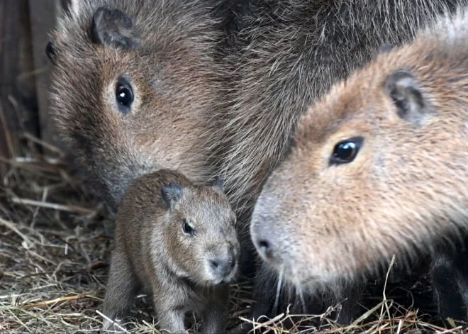 В четверг, 25 сентября, в Рижском национальном зоопарке произошло особое событие — на свет появился детеныш капибары!
