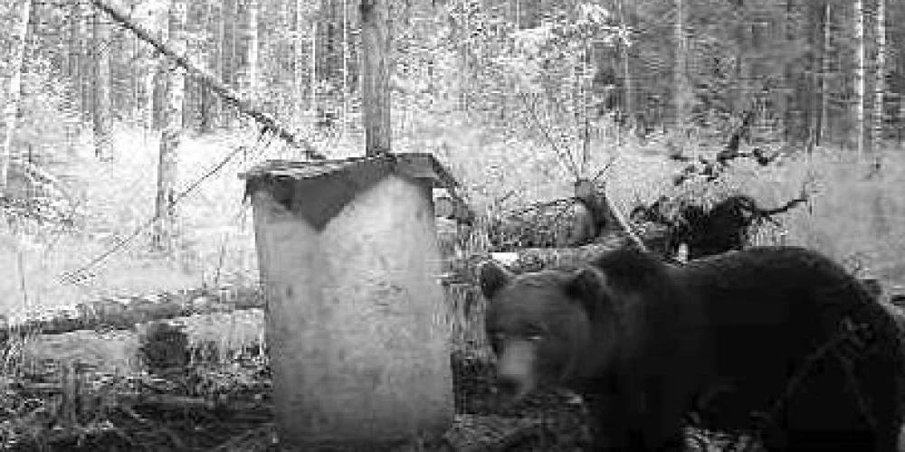 Lācis Talsu pusē tika fiksēts piektdien, plkst. 7.00 no rīta.