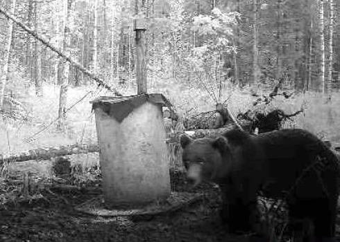 Lācis Talsu pusē tika fiksēts piektdien, plkst. 7.00 no rīta.