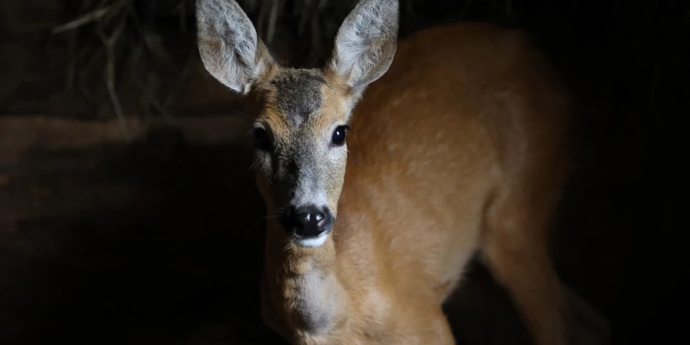 Rudenī sadursmes ar dzīvniekiem dubultojas. 