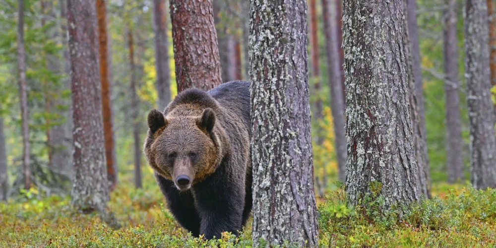 Eksperti norāda, ka lāčus var pievilināt komposta kaudzes piemājas teritorijās.