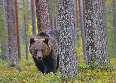 Eksperti norāda, ka lāčus var pievilināt komposta kaudzes piemājas teritorijās.