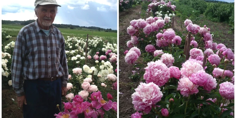 Коллекционер пионов Андрейс Ласманис управляет хозяйством Gaiļi в Зорги Иецавской волости.