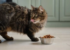 Нельзя измерять возраст кошки в «человеческих годах».