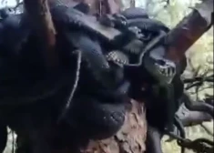 VIDEO: kādu iedzīvotāju Lietuvā pārsteidzis neparasts skats