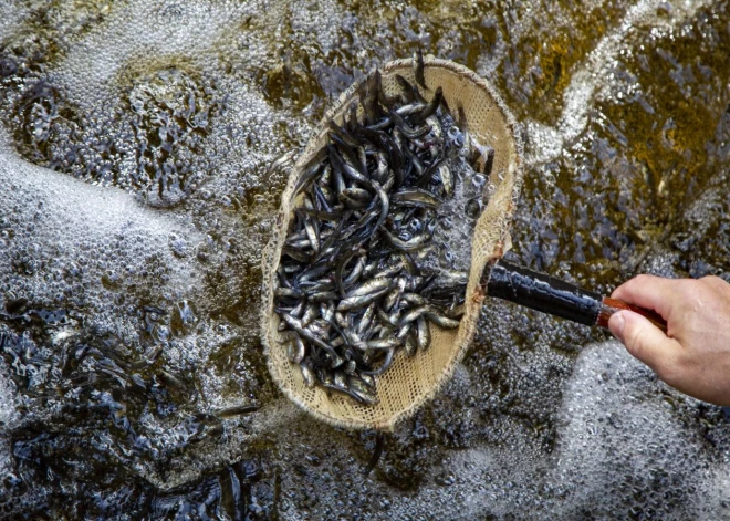 Lielajā Stropu ezerā ielaisti apmēram 33 000 karūsu mazuļu