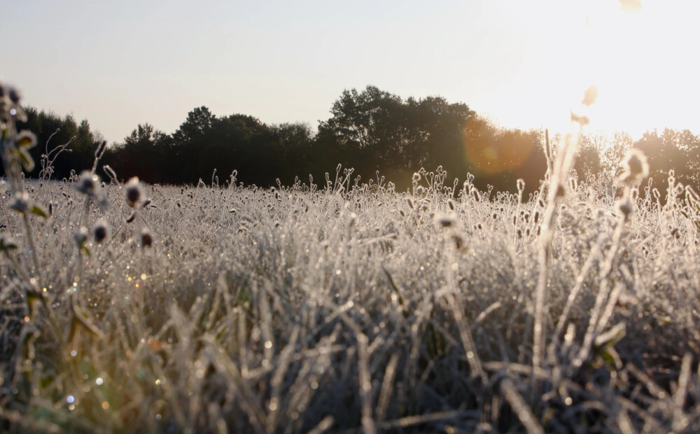 Naktī uz pirmdienu gaidāma salna