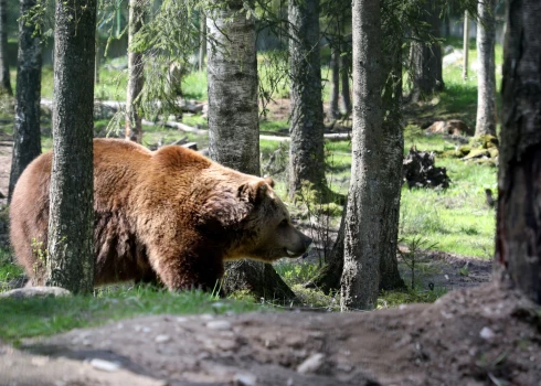 Latvijā pieaug brūno lāču skaits.