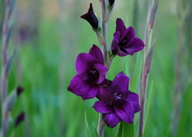 Šonedēļ populārākie vārdi - Dmitrijs un Mihails; populārākais bērnu vārds - Amēlija