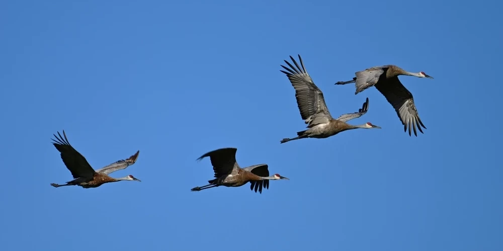 Орнитологи зовут жителей Латвии принять участие в EuroBirdwatch.