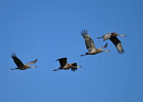 Орнитологи зовут жителей Латвии принять участие в EuroBirdwatch.