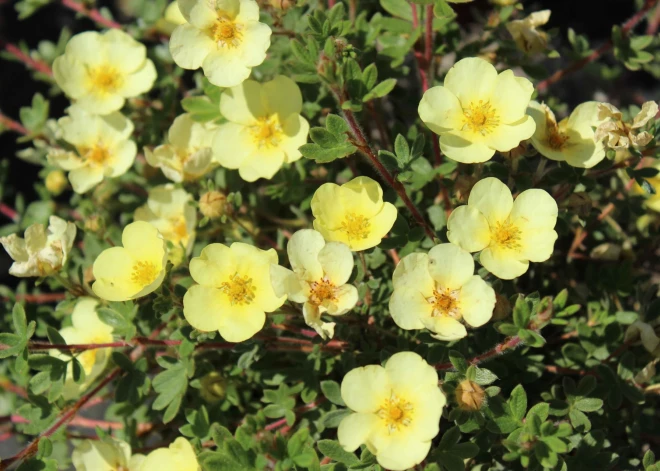 Dārza rota klinšrozīte - skaista, nav cimperlīga un zied līdz pirmajam sniegam